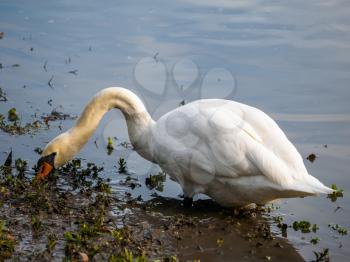 Mute Swan (Cygnus olor) at Warnham Nature Reserve