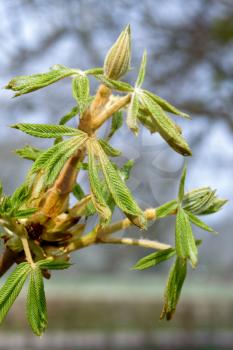 Horse Chestnut tree bursting with new growth