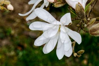 White Magnolia Flowering