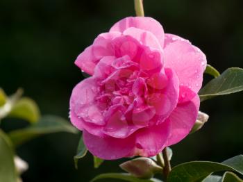 Pink Camellia after the rain