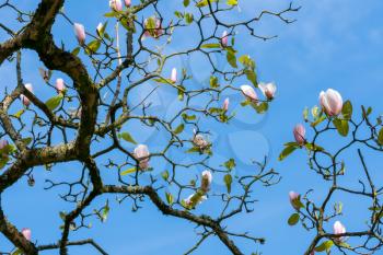 Magnolia Tree Flowering in springtime in Wales