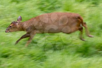 Muntjac Deer (Muntiacus) running