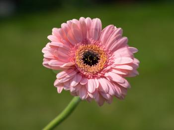 Close-up view of a pink Gerbera (Asteraceae) flowering in the summer sunshine