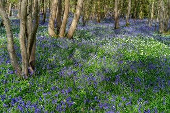Bluebells brightening up the Sussex landscape