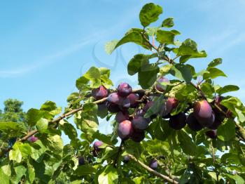 Bunch of Plums ripening in the sunshine