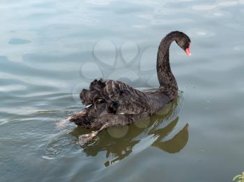 Black Swan (cygnus atratus) on a lake in Kent