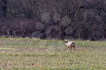 Muntjac Deer (Muntiacus) in a field near East Grinstead
