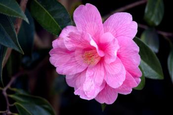 Pink Camellia in full bloom in springtime