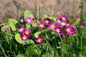 A group of pink Primroses flowering in the spring sunshine