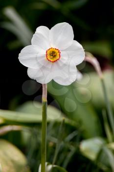 Pheasants-eye Daffodil (Narcissus poeticus) flowering in springtime