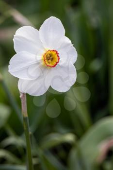Pheasants-eye Daffodil (Narcissus poeticus) flowering in springtime