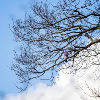 Eurasian Jay (Garrulus glandarius) perched in a tree