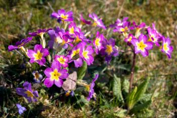 A group of magenta Primroses flowering in the spring sunshine