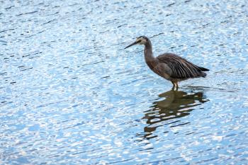 White-faced heron in the shallows in the Otago Peninsula