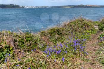 Bluebells flowering in springtime along the coast at Pendennis Point near Falmouth