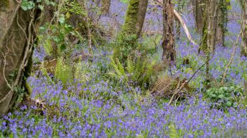 A swathe of Bluebells in woods near Coombe in Cornwall