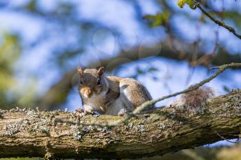 Baby Grey Squirrel (Sciurus carolinensis)  watching from a tree