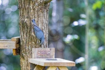 Nuthatch foraging for seed from a minature bird table