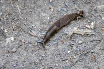 Slug slithering across a path near East Grinstead