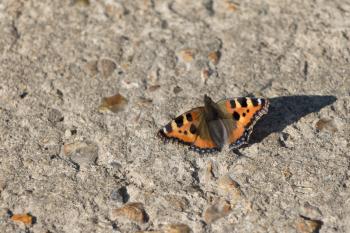 Small Tortoiseshell butterfly (Aglais urticae L.) resting on a concrete path in the spring sunshine