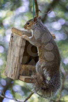 Grey Squirrel (Sciurus carolinensis) peering over a wooden bird feeder
