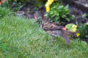 Song Thrush (Turdus philomelos) standing on a lawn shaking its feathers