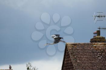 Grey Heron taking off from the foof of a house against a brooding sky
