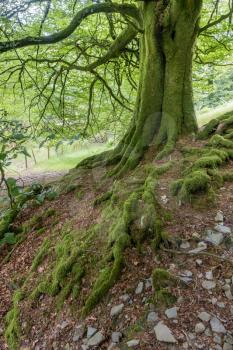 Moss covered tree trunk and roots in Devon