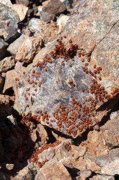 A swarm of Ladybirds (coccinellidae) in Cyprus