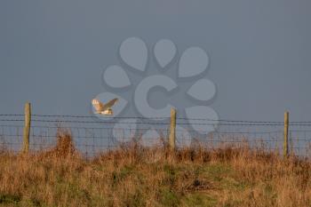 Barn Owl hunting at Elmley Marshes on a winter's afternoon