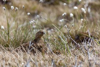 Female Red Grouse (Lagopus lagopus scotical) sitting on her nest
