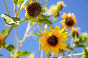 California Sunflower in full bloom