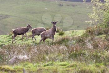 Red Deer (Cervus elaphus) in the highlands of Scotland