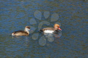 Red-crested Pochards (netta rufina) swimming across a lake