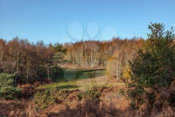 Ashdown Forest on a suuny autumnal day