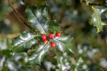 Holly (Ilex) bough with red berries in autumn