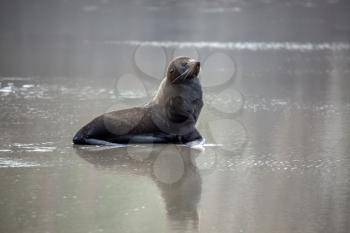 New Zealand Fur Seal (Arctocephalus forsteri) on the beach