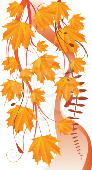 Autumn floral ornament with orange maple leaves.