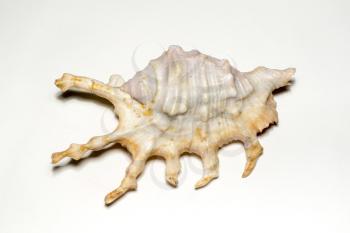 Big spiny seashell of white and brown color, close up.