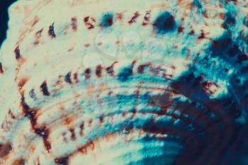 Big spiral spike sea shell close up vintage background