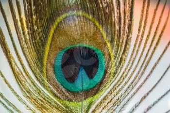 Close up capture of a peacock feather as abstract background.