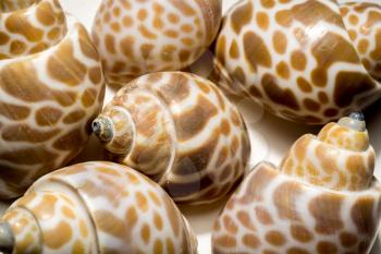 Brown and white spotted seashell, close up background.