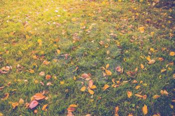 Colorful fallen autumn leaves lays on green grass, vintage colors.