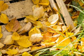 Old wooden box and yellow autumn leaves.