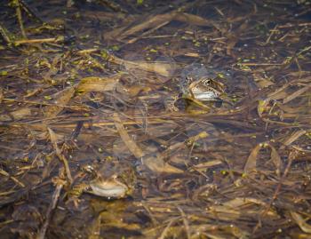 Marsh frog in mating season, sunny spring day.