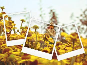 Polaroid collage of yellow flowers and butterfly