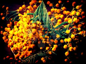 Textured grunge image of mimosa flowers, vintage background.