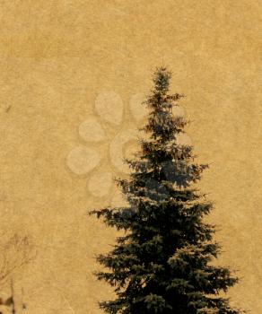 Old grunge yellow paper texture with fir tree, vintage background.