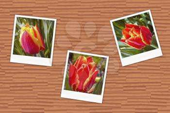 Illustration of an old photos with tulips on wooden wall