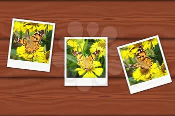 An old photo cards of butterfly on wood background